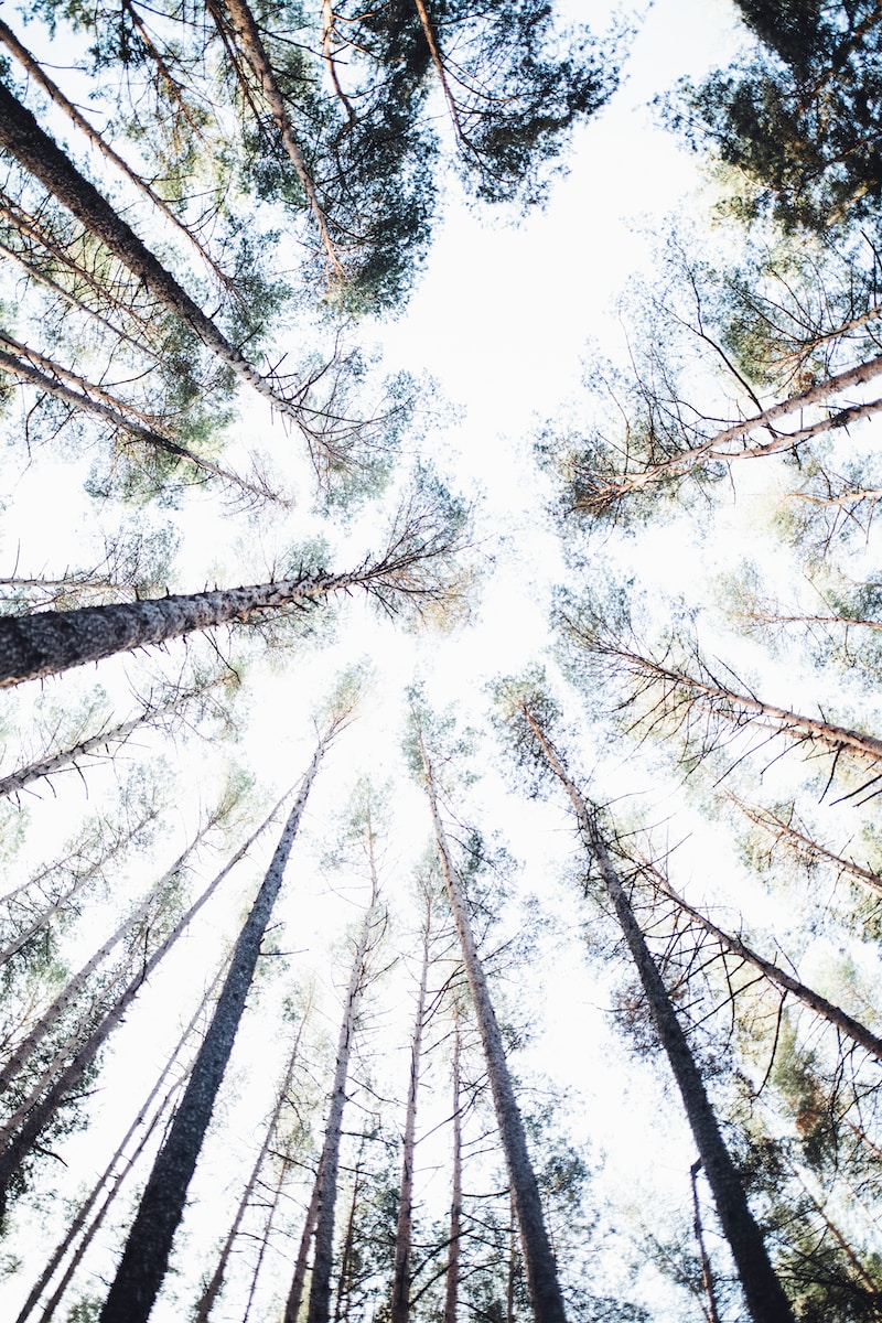 Photo by Markus Spiske shallow focus photography of tall trees at daytime